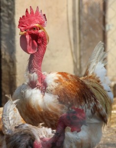 Gallinas