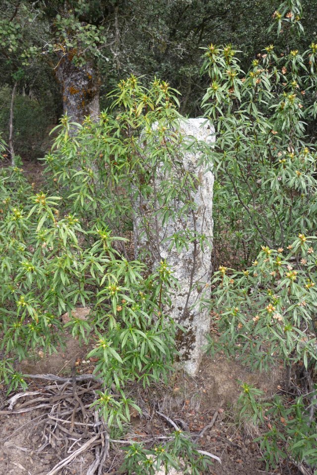 jpg110